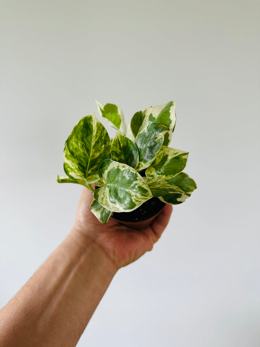 pearl and jade pothos Pothos Pearls & Jade - Epipremnum Aureum 'Pearls & Jade'