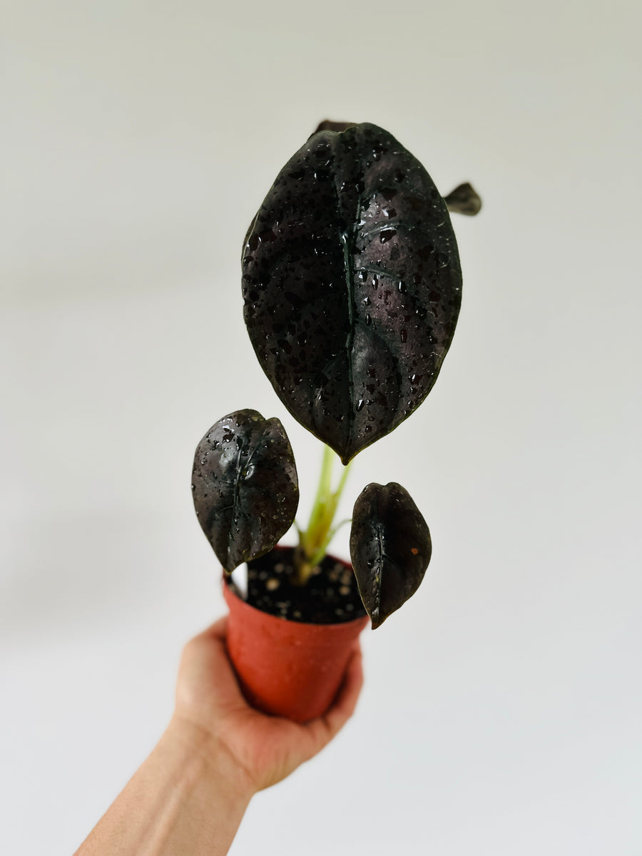 Alocasia Cuprea 'Red Secret’ - Large Growth - 4