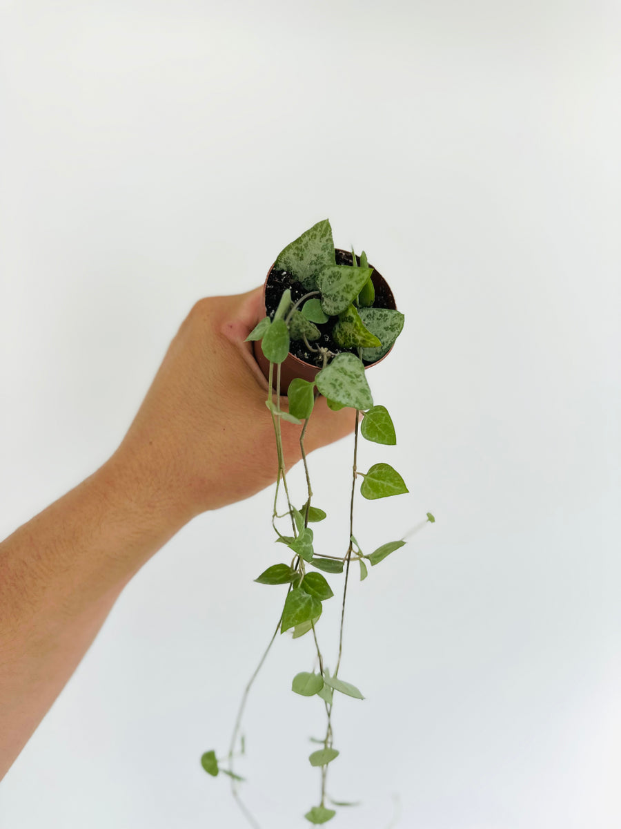String of Arrows - Ceropegia Woodii - 2