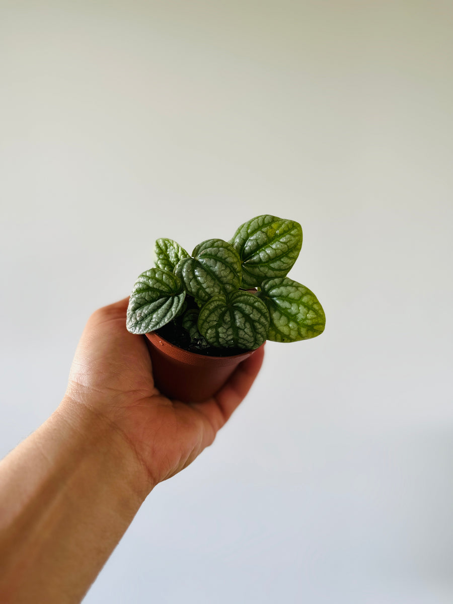 Peperomia Burbella - Crocodile Peperomia - 3