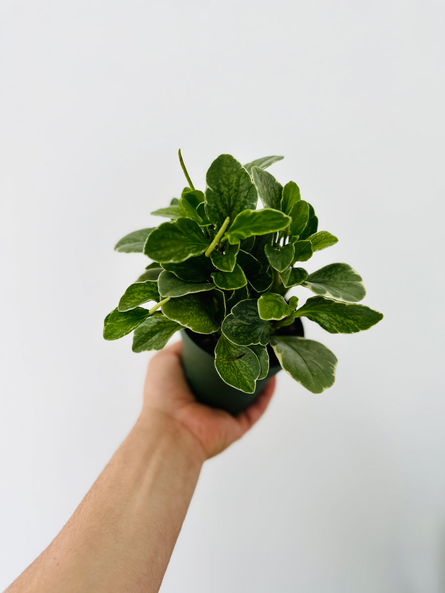 Peperomia Grayscale - 4