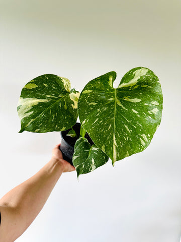 Monstera Thai Constellation - High Variegation - 6