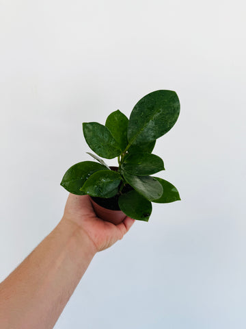 Hoya Australis ‘Verde’ - 3