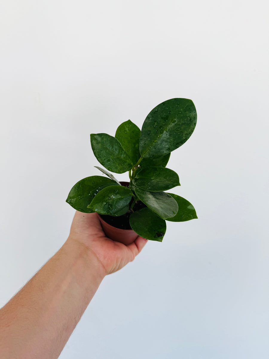 Hoya Australis ‘Verde’ - 3