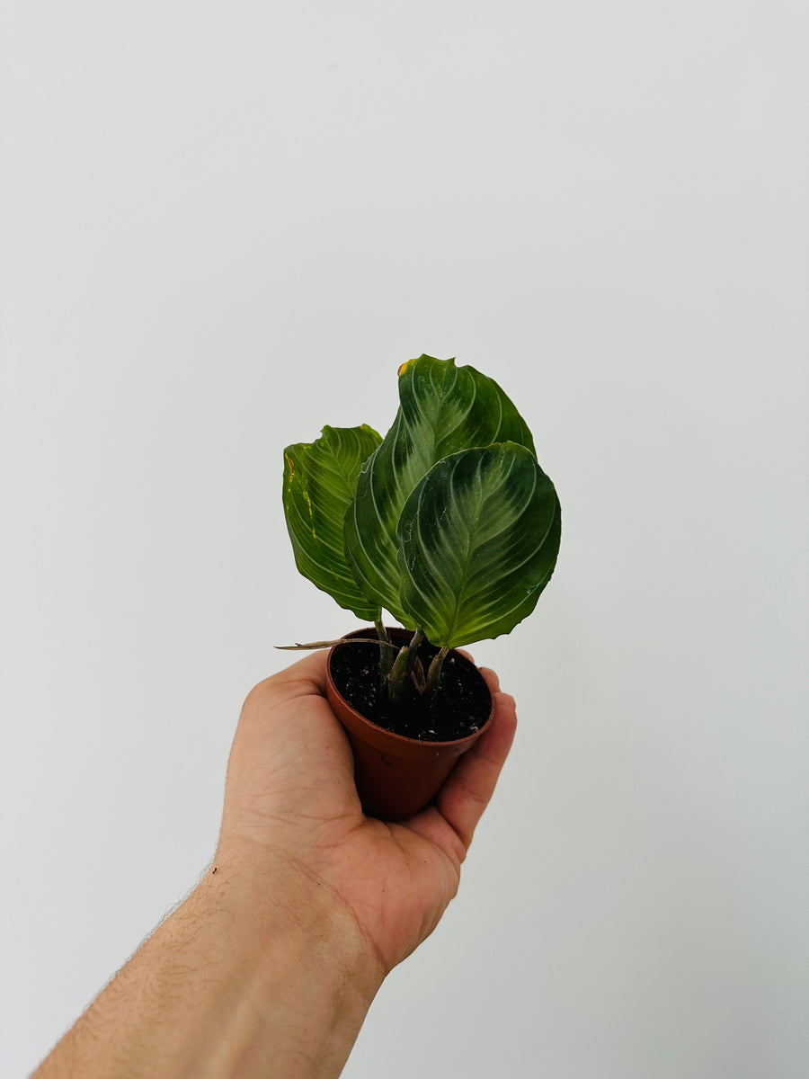 Maranta Leuconeura 'Silver Band'- Silver Band Prayer Plant - 2