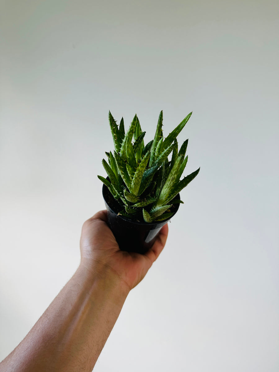 Aloe Zanzibar - Two Tone Aloe Plant  - 4