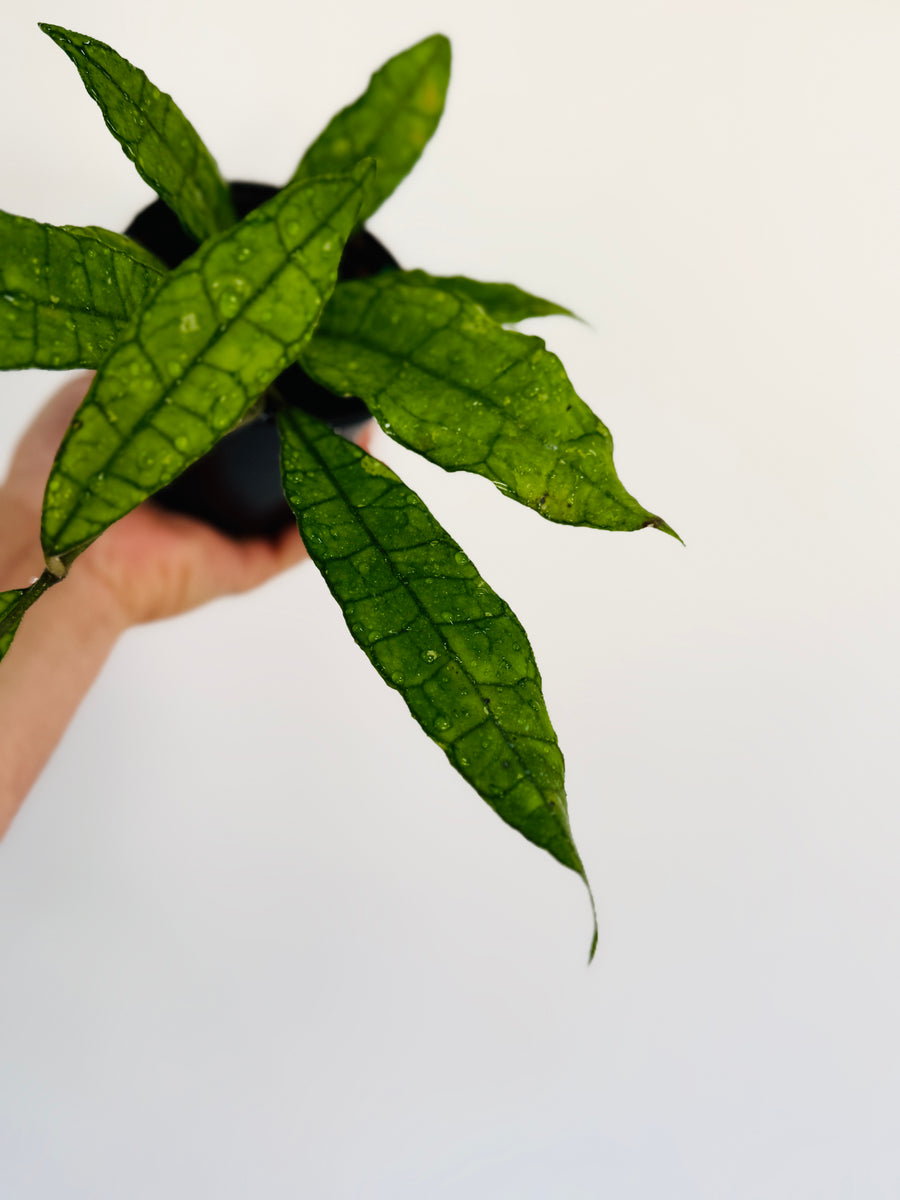 Hoya Finlaysonii 'Long Leaf' - 4