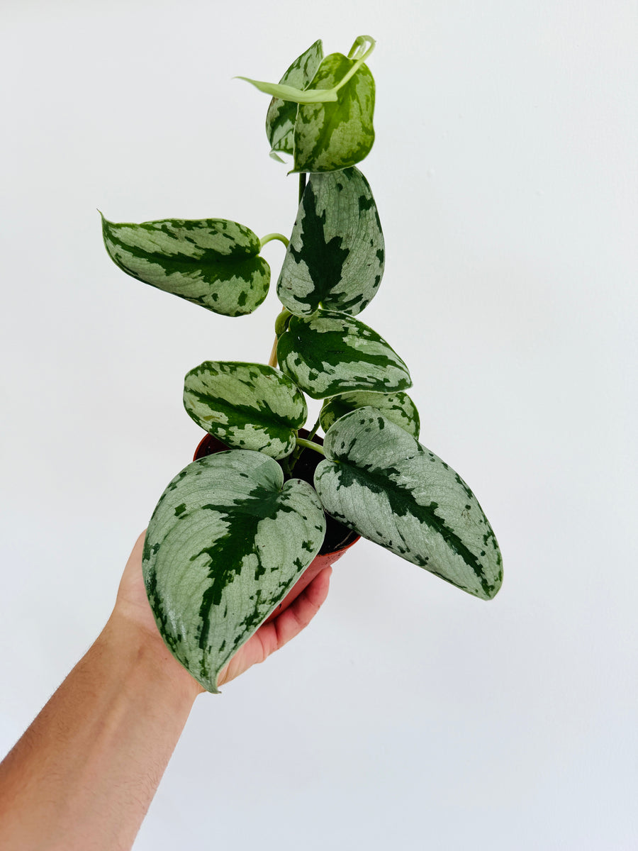 Scindapsus sp. Sparkling Borneo - Rare Aroid - 4” Pot