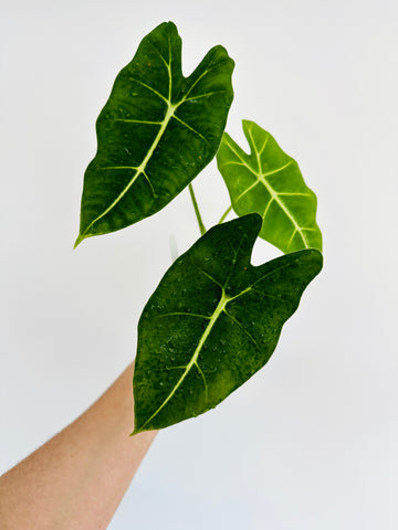 Alocasia Velvet Elvis - 4