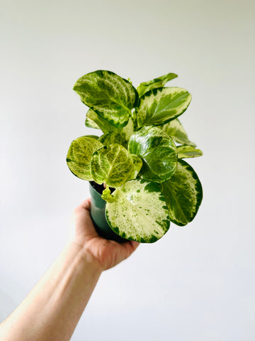 Peperomia HiColor - Rare Peperomia - 4