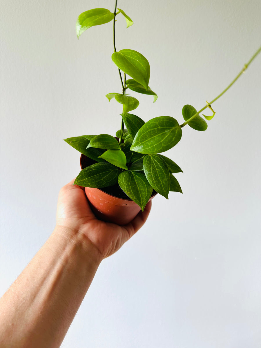 Hoya Fitchii - Orange Hoya - 4