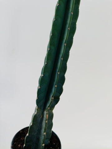 Blue Spineless Cactus - 6