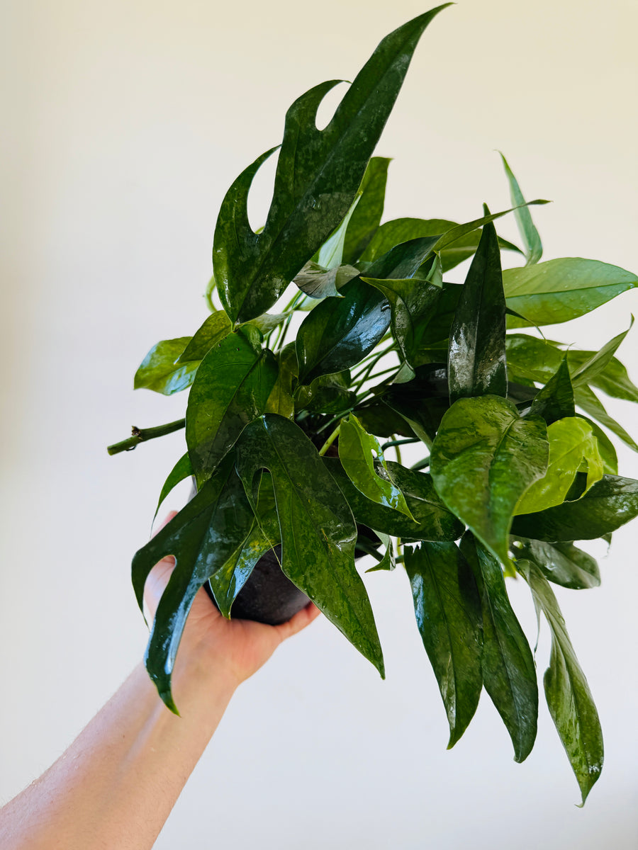 Epipremnum Pinnatum 'Baltic Blue' - 6” Pot