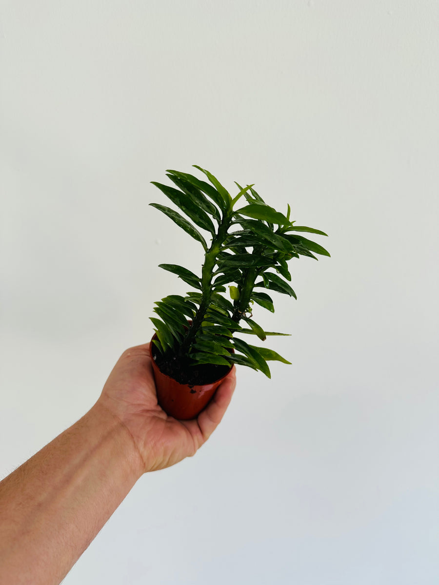 Euphorbia Pedilanthus 'Green' - Devil's Backbone - 3