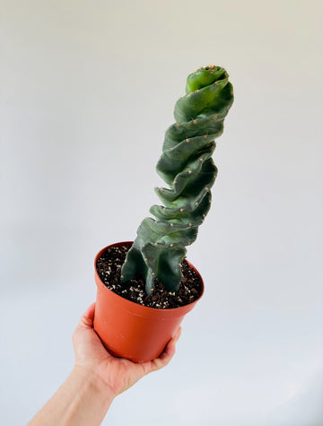 Spiral Cactus - Cereus Forbesii Spiralis - 6