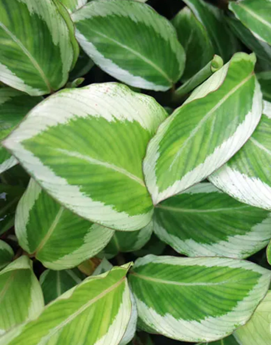 Calathea Gecko - Peacock Calathea - 4