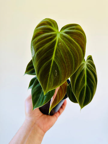 Philodendron Rubrijuvenile El Choco Red - Rare Aroid - 4