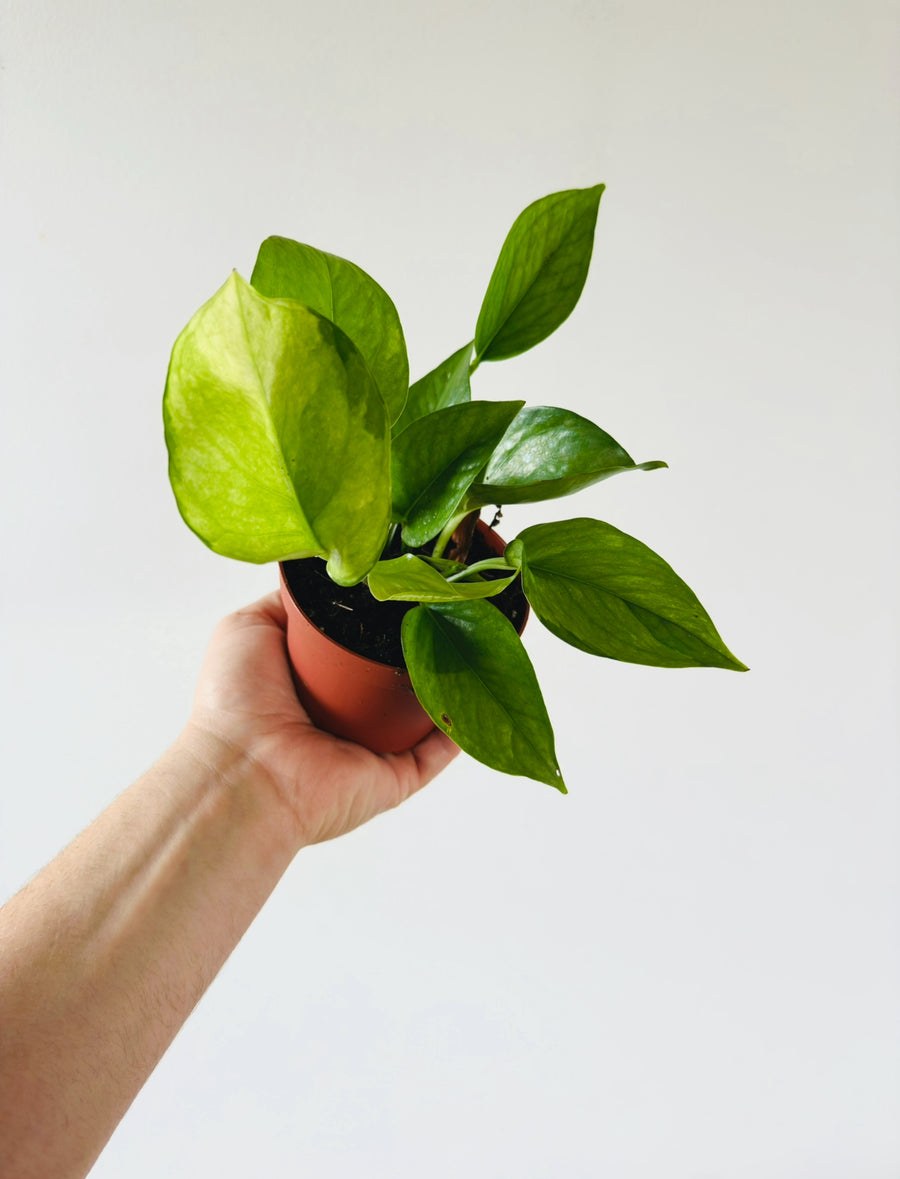 mint manjula pothos Pothos Olivia (Mint Manjula)