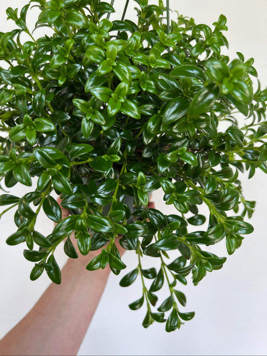 Goldfish Plant - Nemanthus 'Gregarious' - 6