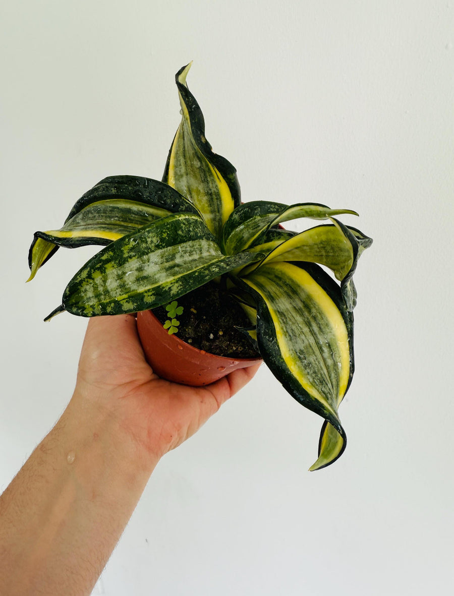 Sansevieria Henny’s Gold - 4