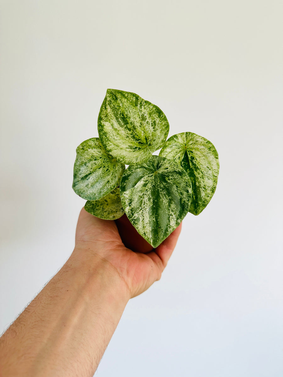 Peperomia Gold Dust Woman - Harmony's Peperomia - 3