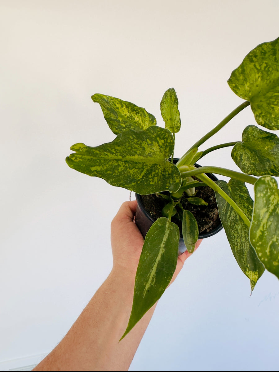 Philodendron Golden Dragon - Mottled Philodendron - 4