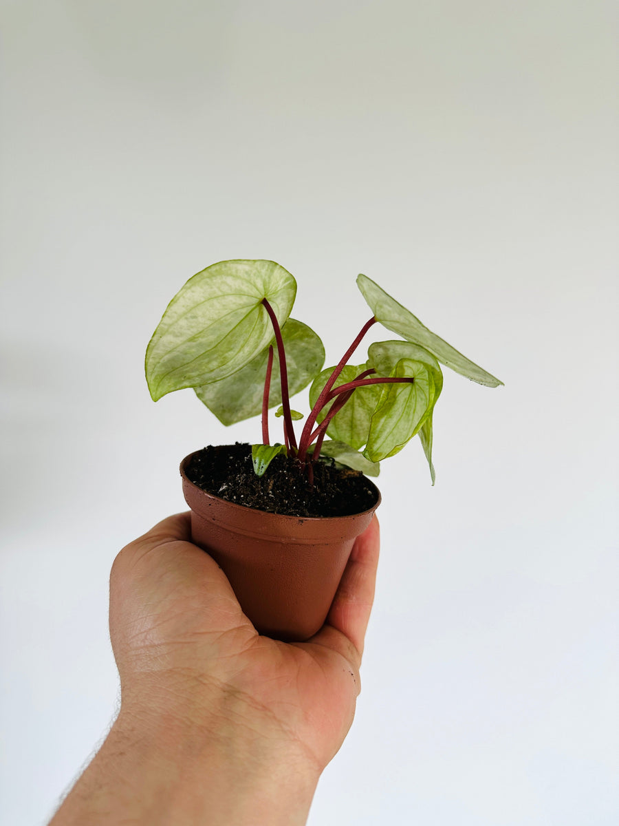 Peperomia Gold Dust Woman - Harmony's Peperomia - 3