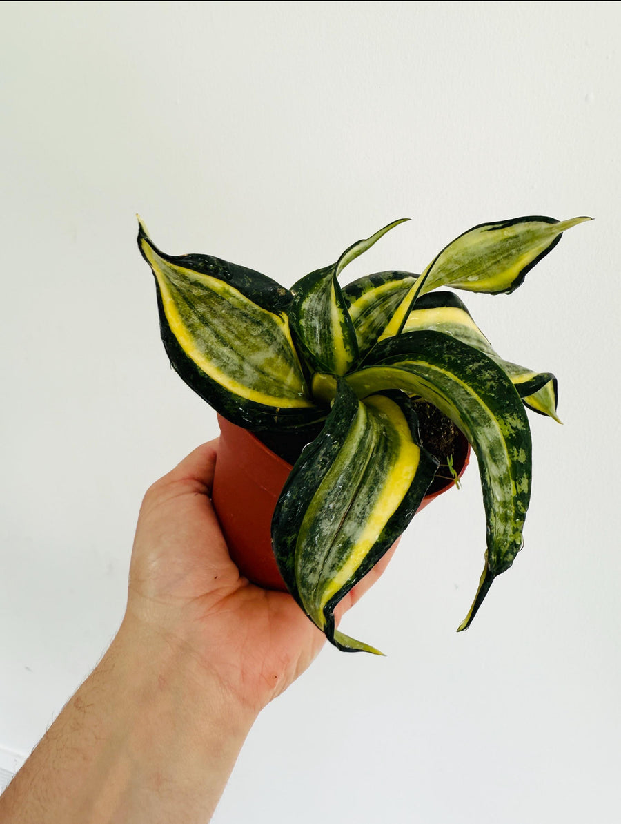 Sansevieria Henny’s Gold - 4