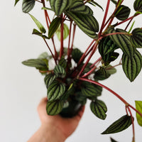 plants spray bottle Delta - Sprayer