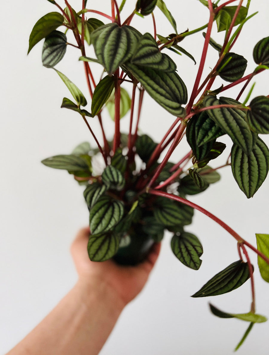 Peperomia Piccolo Banda - 4