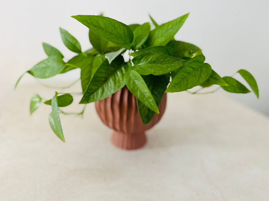 Rust Compote - 4.75