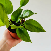 mint manjula pothos Pothos Olivia (Mint Manjula)