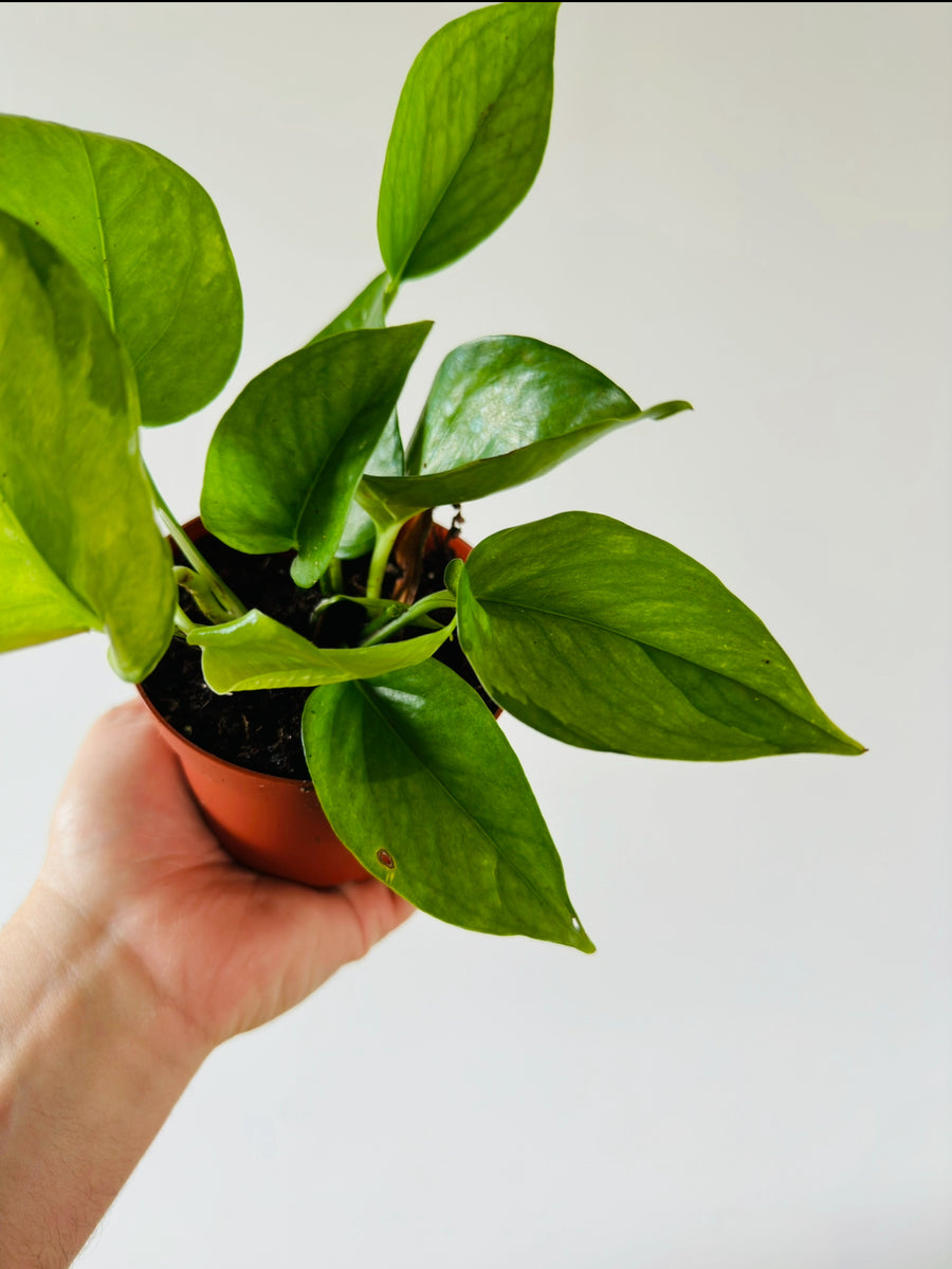 mint pothos Pothos Olivia (Mint Manjula)