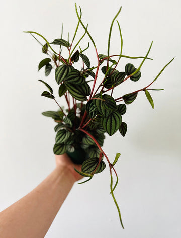 Peperomia Piccolo Banda - 4