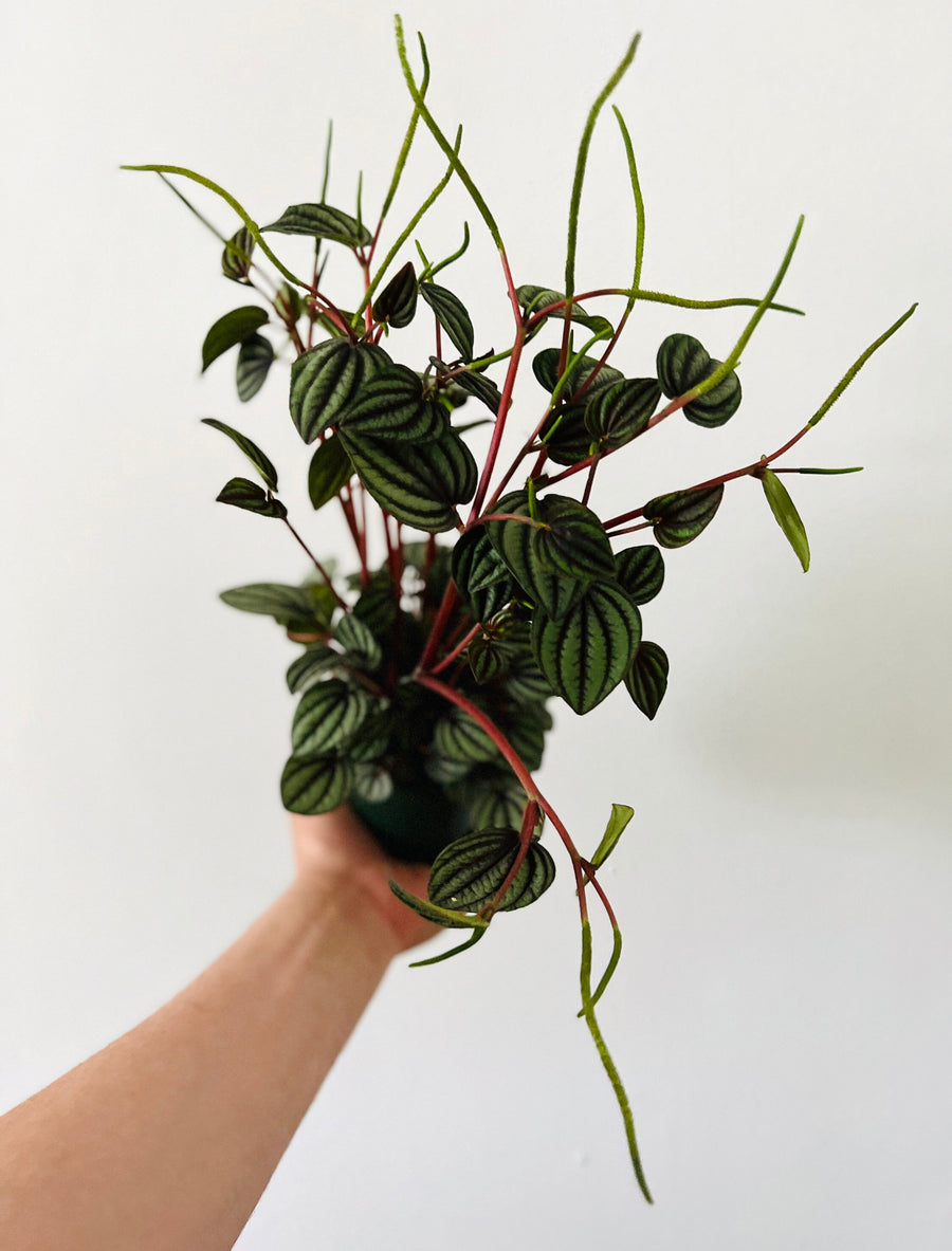 Peperomia Piccolo Banda - 4