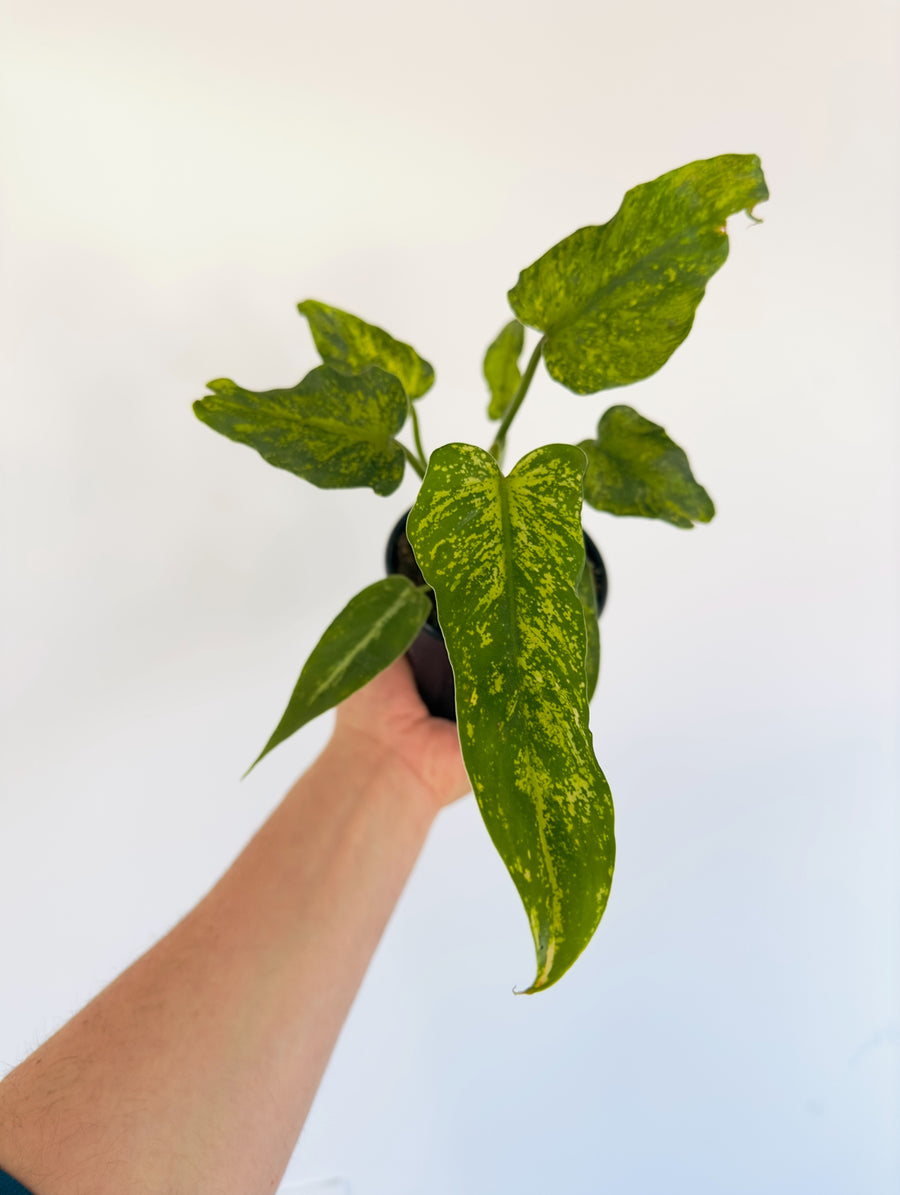 Philodendron Golden Dragon - Mottled Philodendron - 4