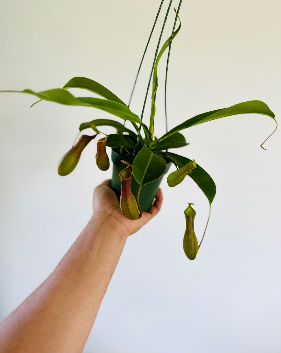 Pitcher Plant - Nepenthes 'Alata' - Hanging Basket - 4