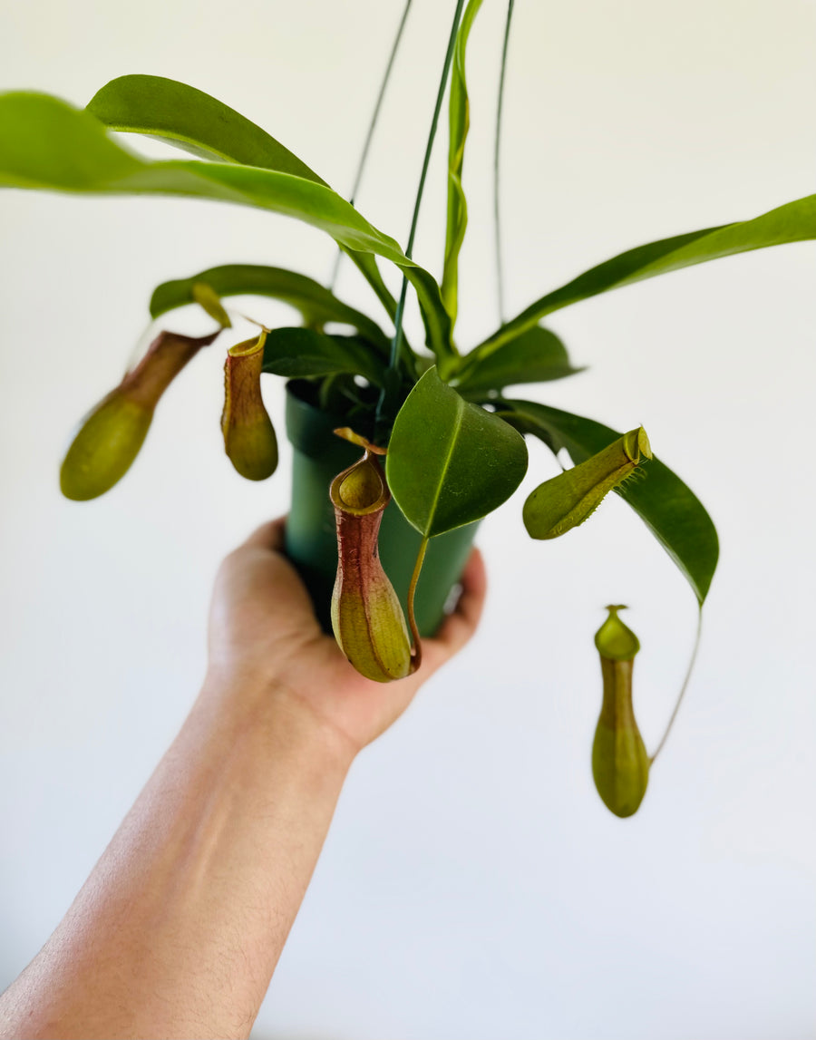 Pitcher Plant - Nepenthes 'Alata' - Hanging Basket - 4