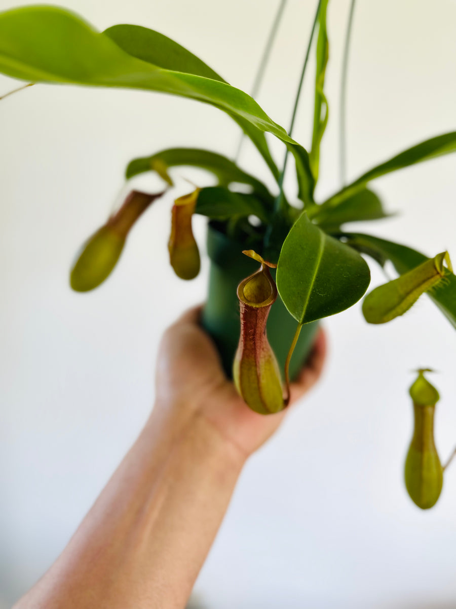 Pitcher Plant - Nepenthes 'Alata' - Hanging Basket - 4