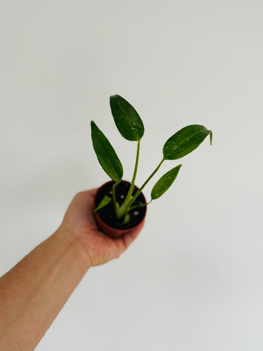 Monstera Burle Marx Flame - 3