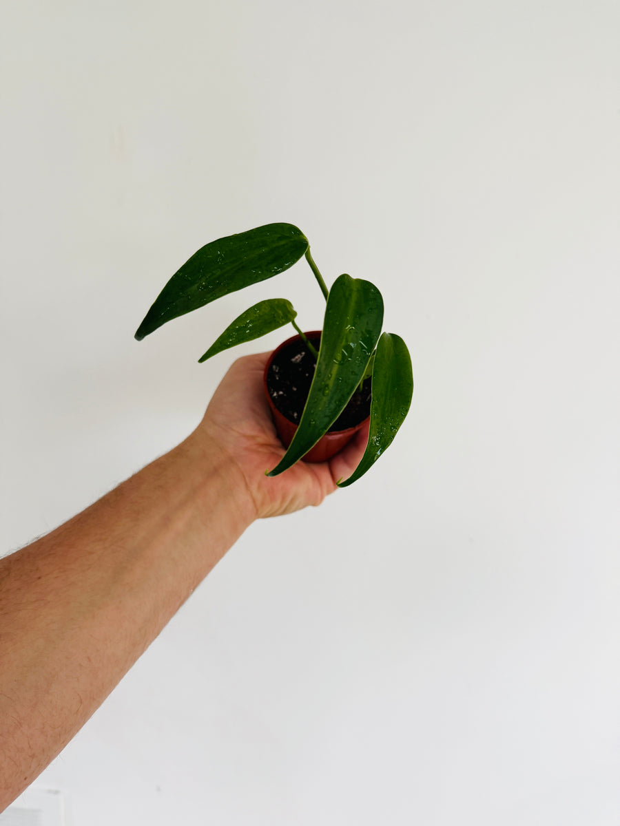 Monstera Burle Marx Flame - 3