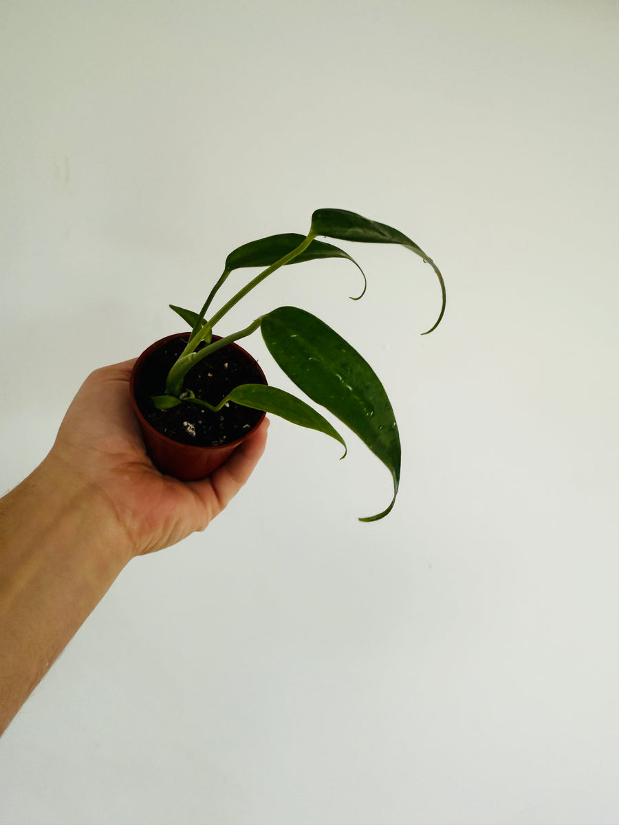 Monstera Burle Marx Flame - 3