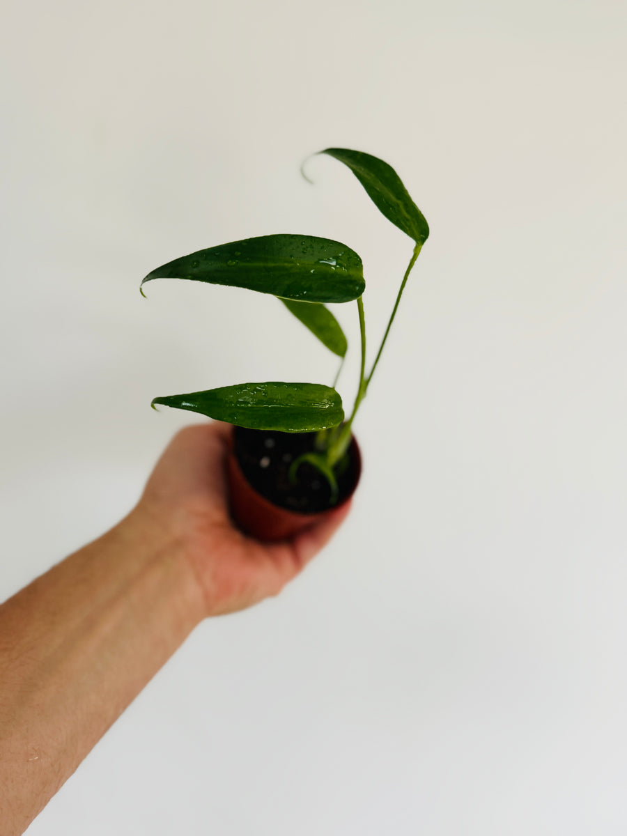 Monstera Burle Marx Flame - 3