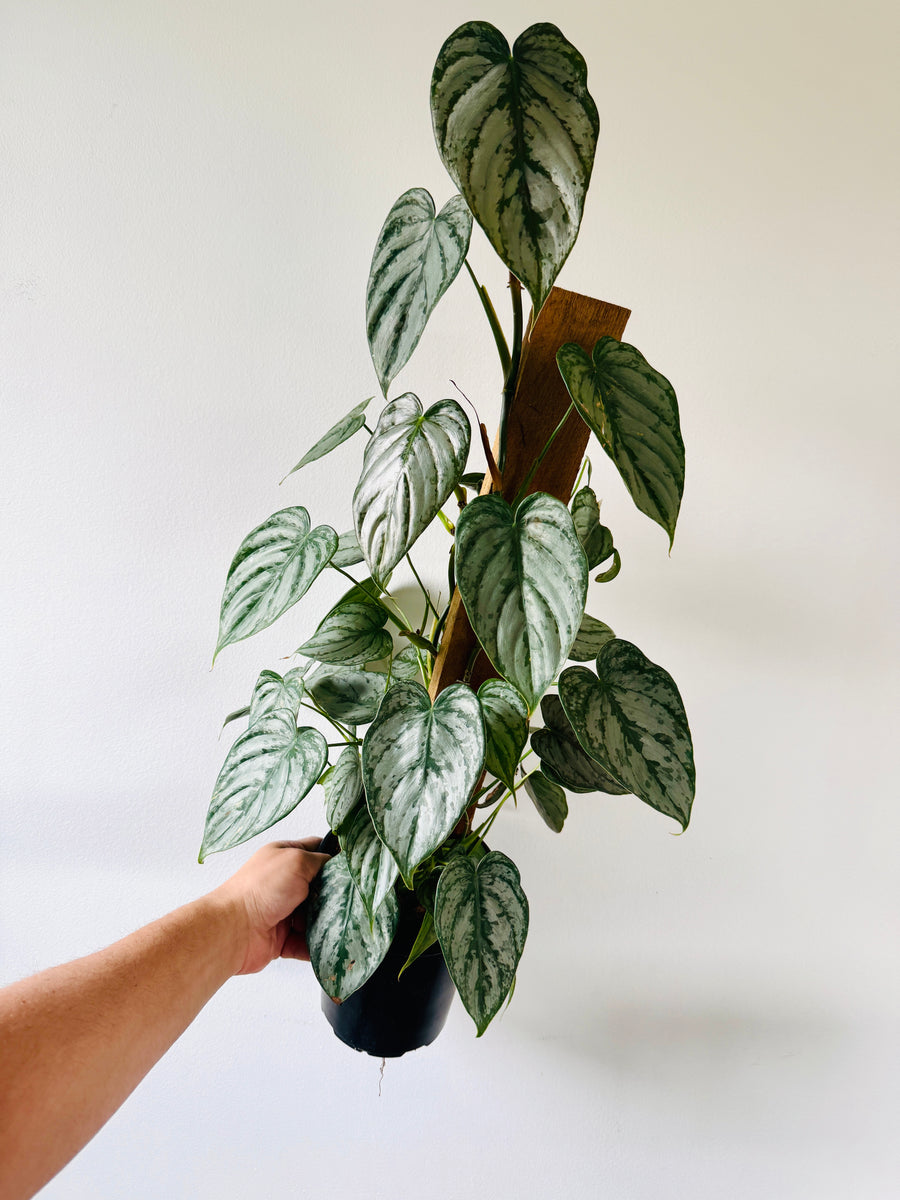 Philodendron Brandtianum - On Totem - 6