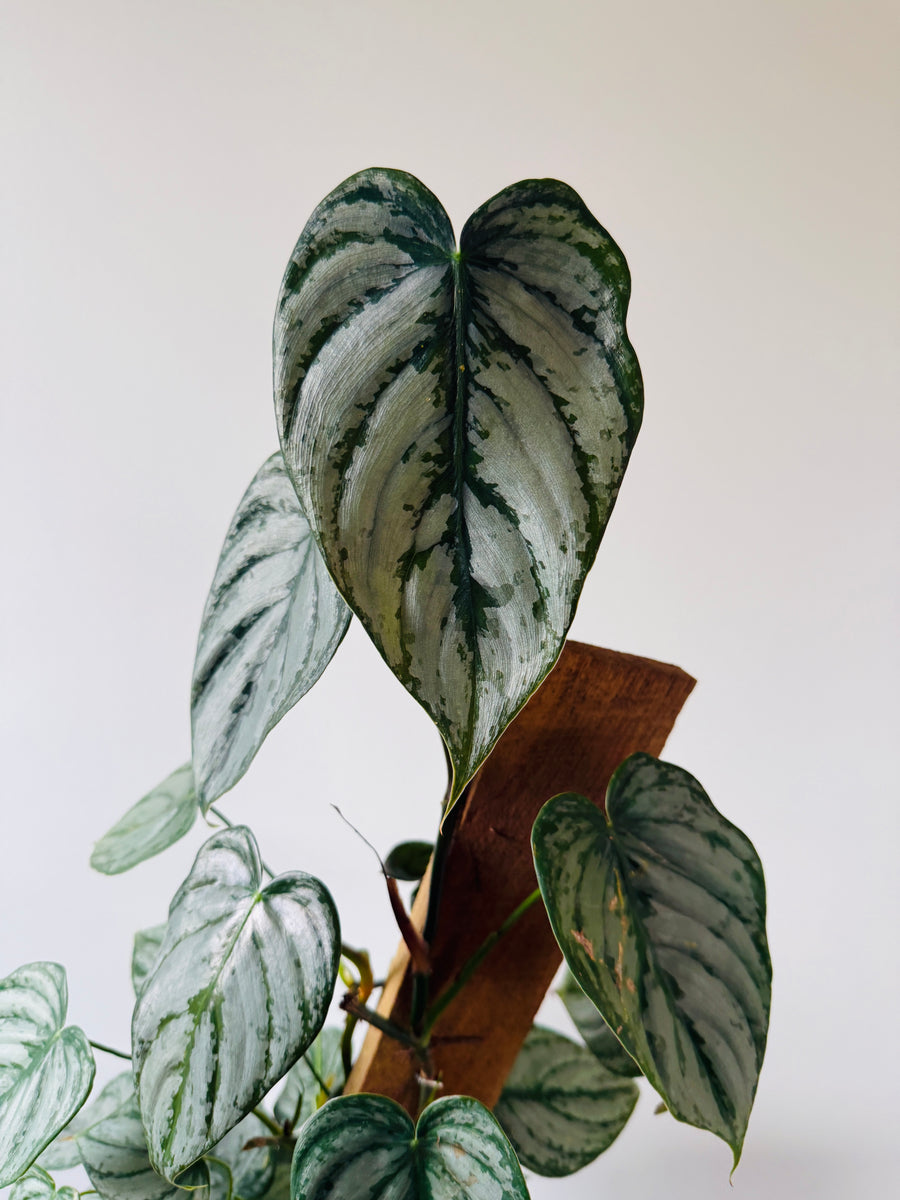 Philodendron Brandtianum - On Totem - 6