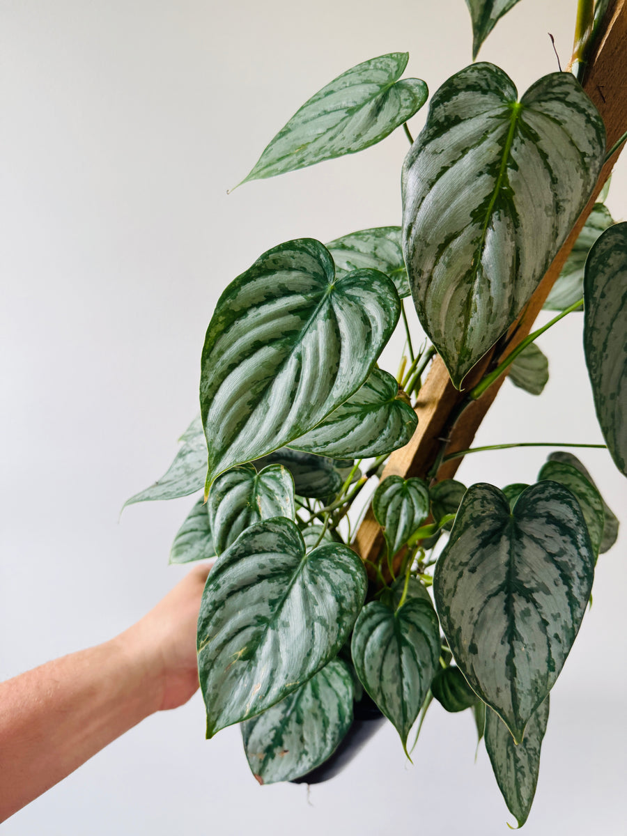 Philodendron Brandtianum - On Totem - 6