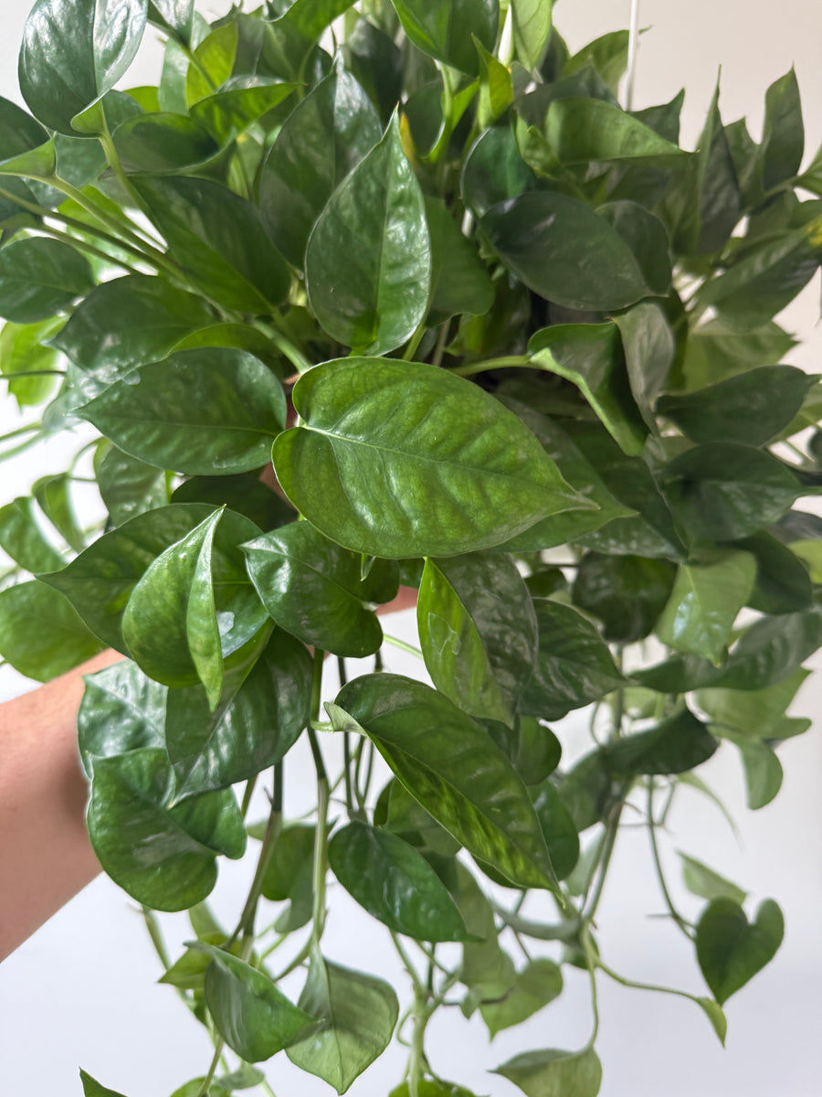 Pothos Manjula Green - Epipremnum Aureum 'Manjula Green' - 8