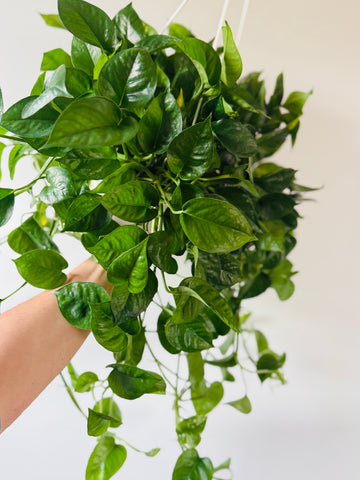 Pothos Manjula Green - Epipremnum Aureum 'Manjula Green' - 8