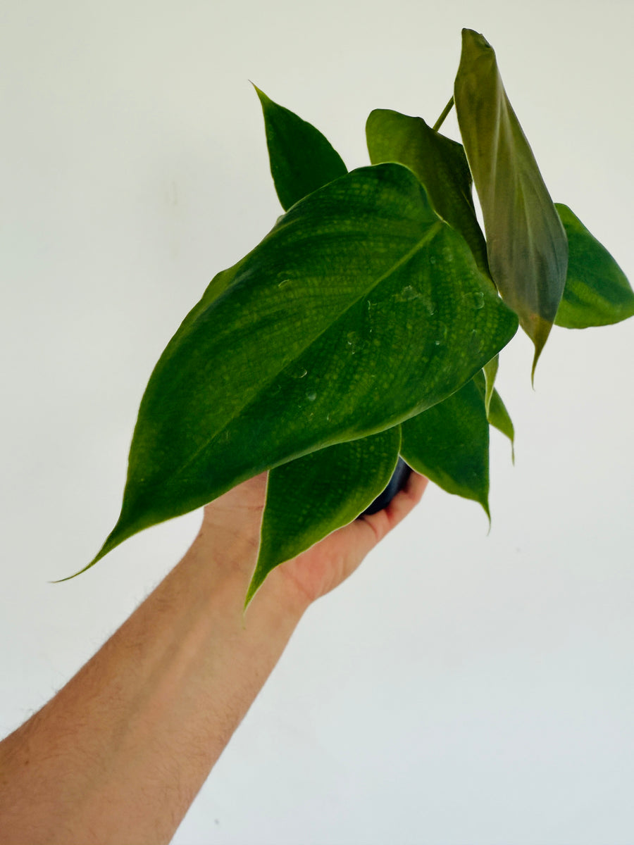 Philodendron Lynamii - Rare Aroid - 4