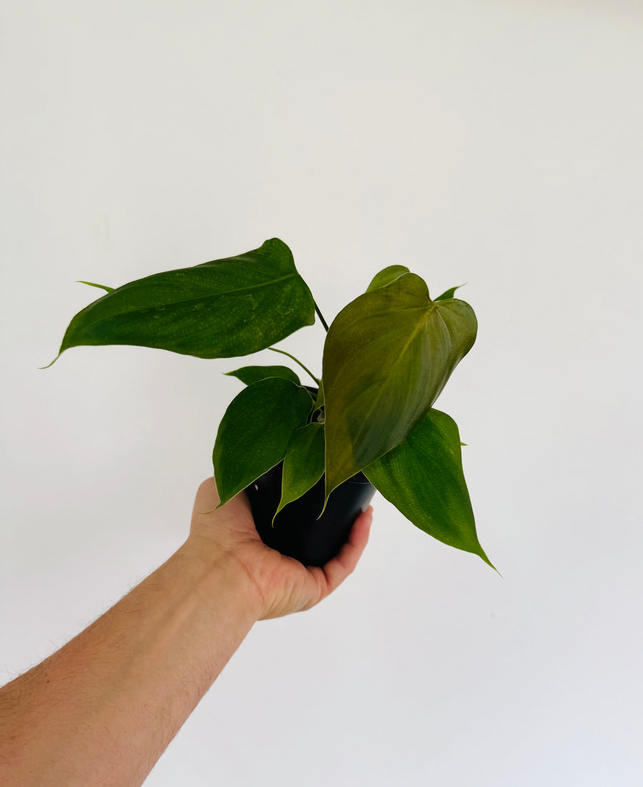 Philodendron Lynamii - Rare Aroid - 4